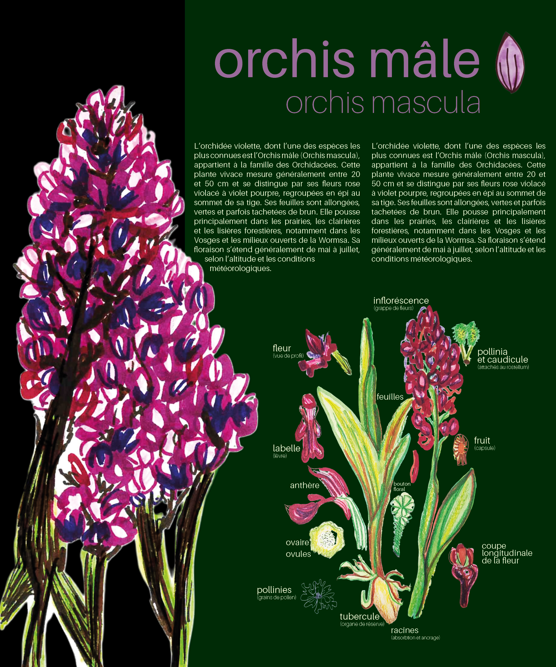 Orchis Mâle panneau
